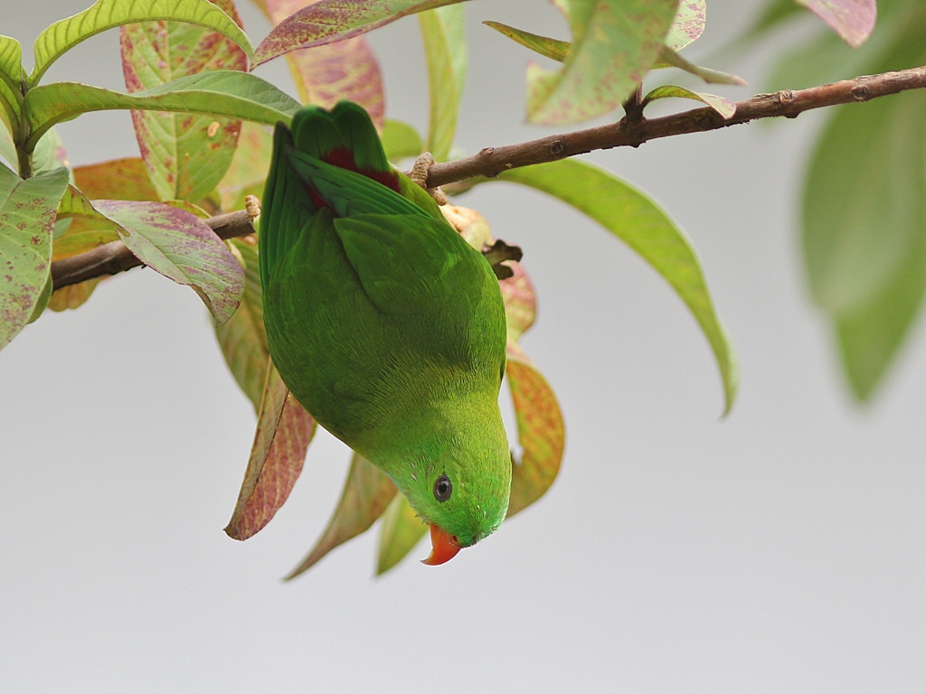 Bird Watching - Hanging Parrot