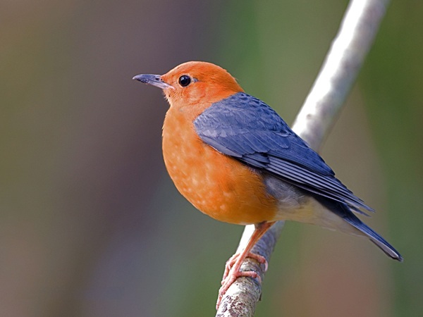 Bird Watching - Orange Headed Thrush
