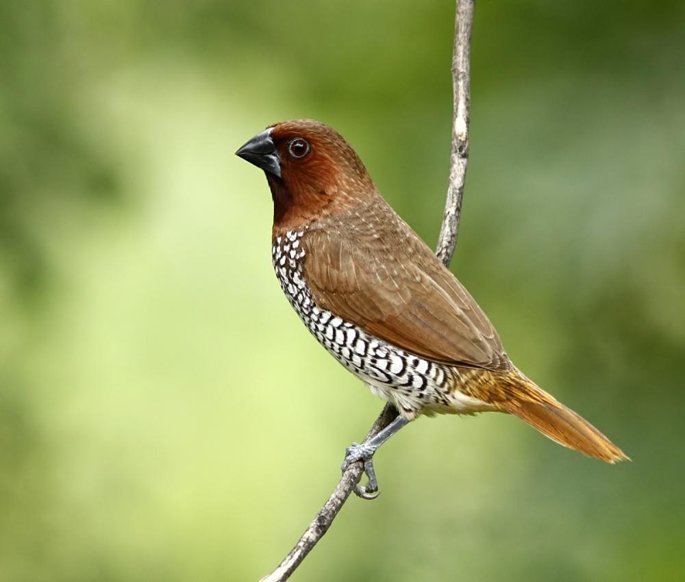 Bird Watching - Scaly Breasted Munia