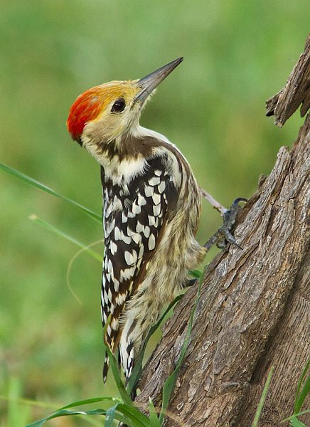Bird Watching - Yellow Crowned Woodpecker